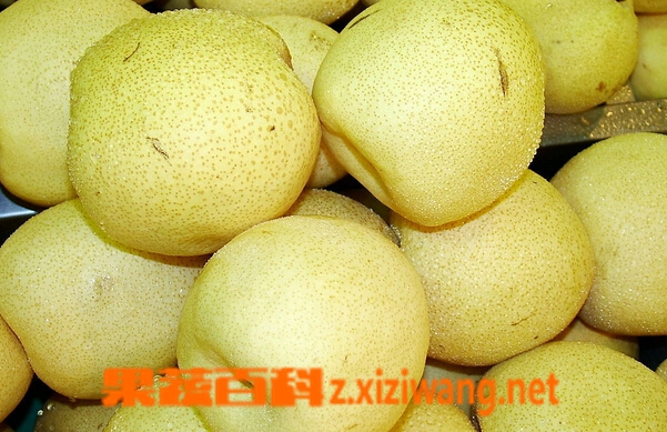 什么水果能止咳化痰 五类水果止咳化痰效果好