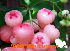 台湾莲雾怎么吃 莲雾怎么吃图解