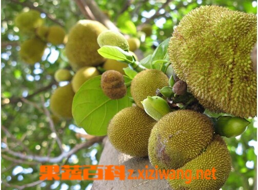 波罗蜜的功效与作用