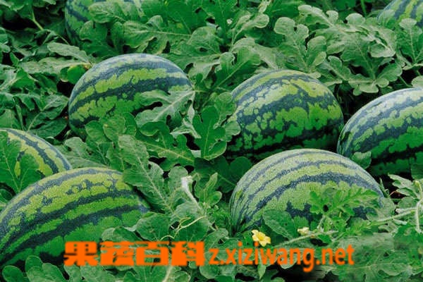 吃西瓜会胖吗 西瓜能减肥吗？