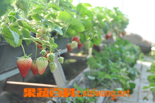 大棚草莓的种植方法