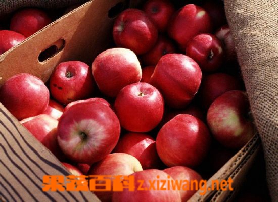 苹果的营养成分和药用价值