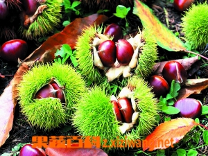 板栗