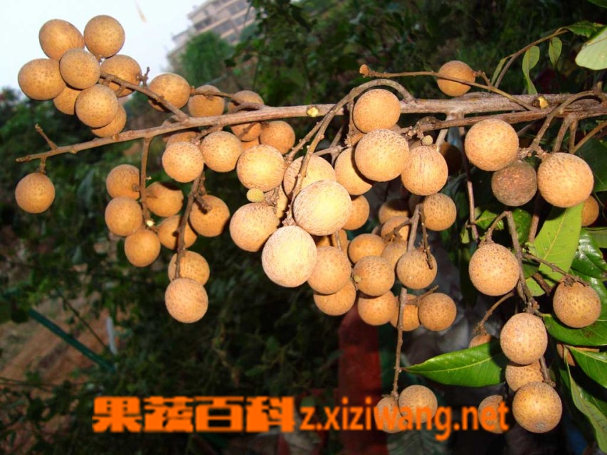 孕妇能吃龙眼吗