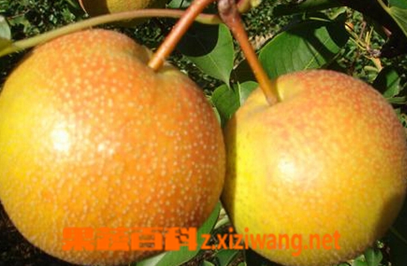 尖把梨的功效與作用