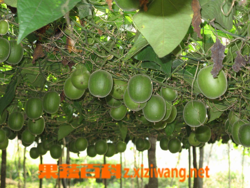 羅漢果怎么吃呢 羅漢果家常吃法大全