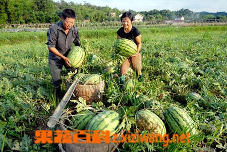 糖尿病人可以吃西瓜吗？