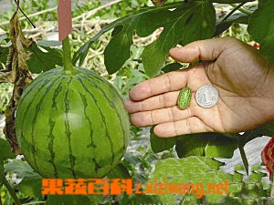 夏天吃西瓜能减肥吗