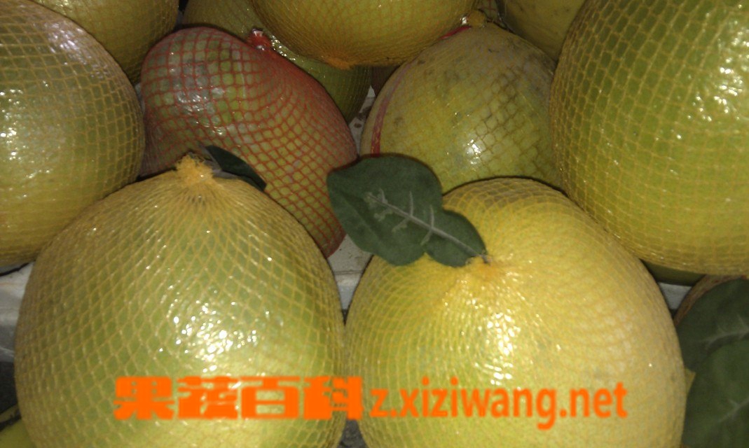冬天是吃柚子好吗