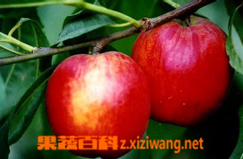 油桃简介,油桃与普通桃的区别
