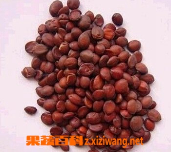 酸枣仁的功效与食用方法