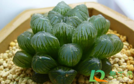 玉露为什么要闷养 多肉玉露闷养多久通一次风