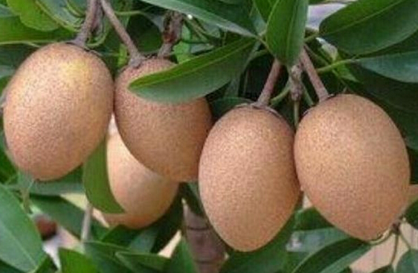 人心果怎么吃 人心果的吃法技巧