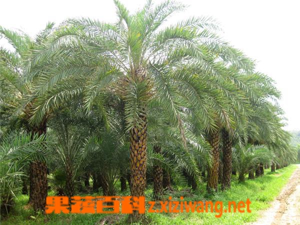海枣的形态特征和生长特性