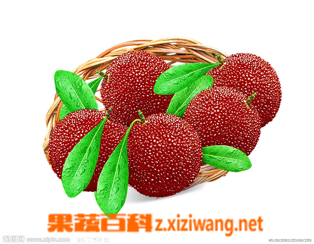 杨梅和营养价值和药用价值