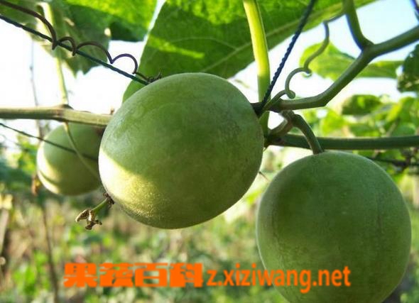 怎样挑选罗汉果 如何挑选罗汉果