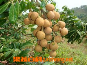龙眼