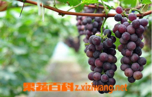 葡萄酒的营养作用和功效,喝葡萄酒好处