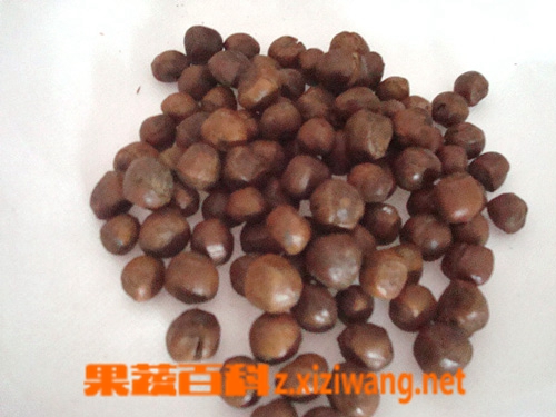 榛子的营养价值