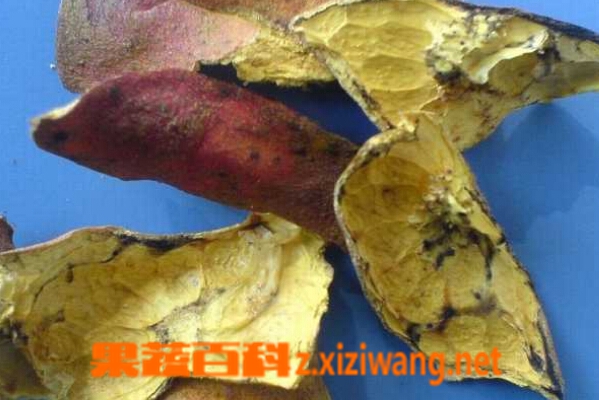 石榴皮的功效与作用及食用方法
