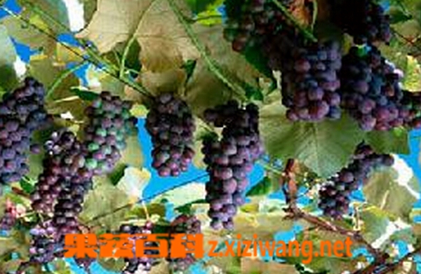 黑天鹅葡萄的功效与作用