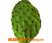 仙人掌的营养分析 仙人掌做法