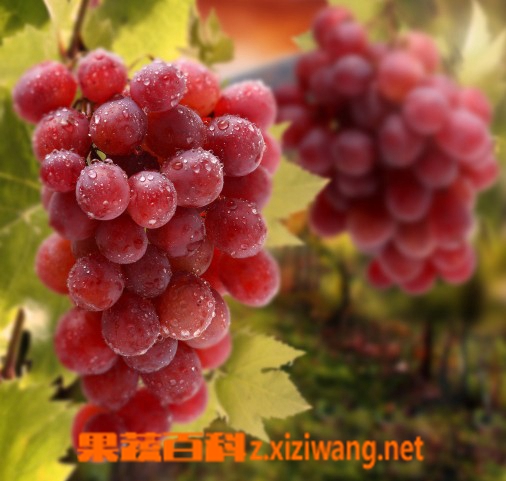 吃葡萄会上火吗