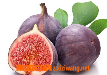 无花果的功效与作用及食用方法