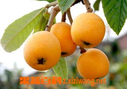 枇杷的吃法和做法