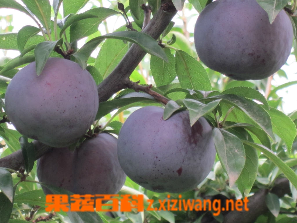 黑李子适合人群
