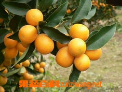 蜜橘食用常识 蜜橘不能与哪些东西同吃