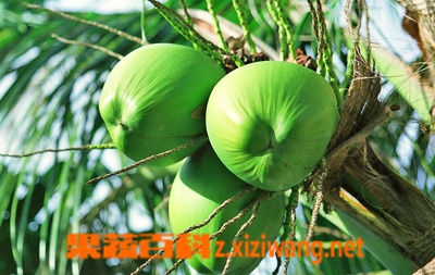 椰子的营养价值和功效