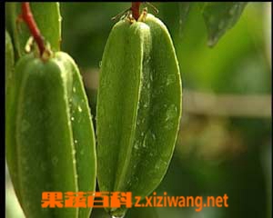 杨桃的做法大全