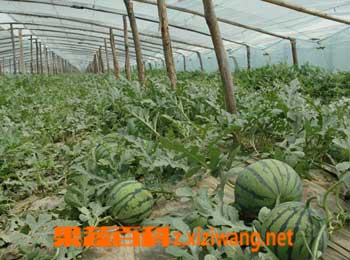 夏季吃西瓜好處有哪些