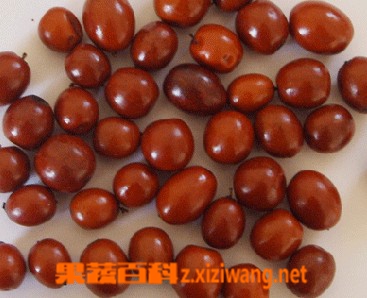 酸枣的功效与作用