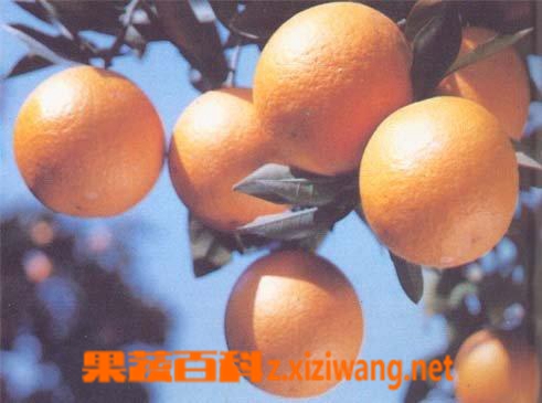 甜橙简介 甜橙的作用