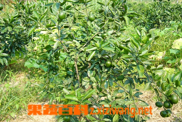 伯芬维拉桔的功效与作用