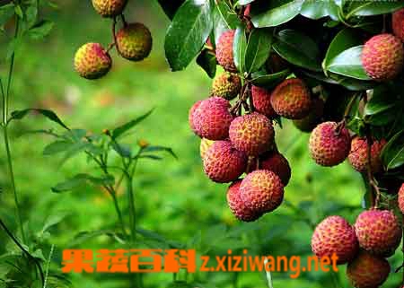 吃荔枝上火怎么办