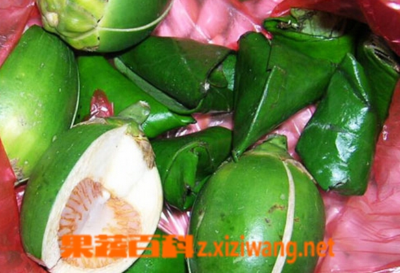 女生吃槟榔的危害