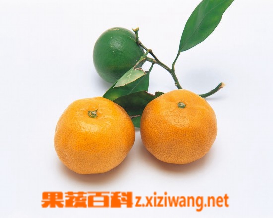 橘子的功效作用和营养价值