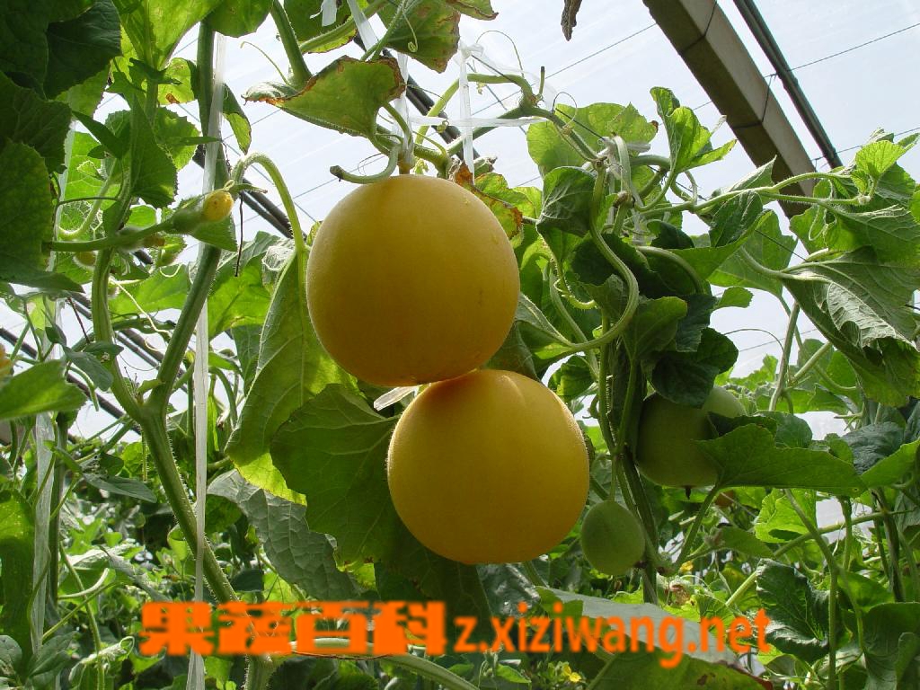 怎样挑选香瓜