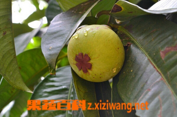 山竹的種植繁育方法