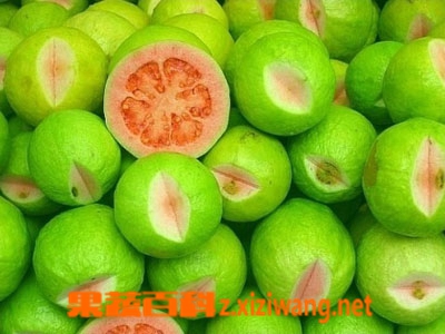 无花果的药用价值和功效作用