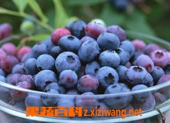 蓝莓怎么洗 蓝莓怎么保存