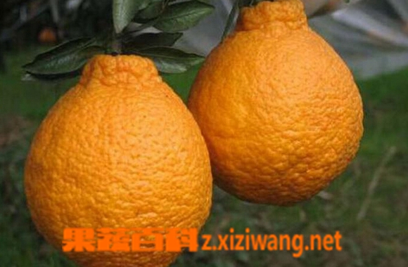 三宝柑的功效与作用