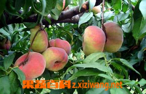 蟠桃的储存方法