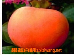 禅寺丸柿的功效与作用