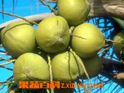椰子养生功效和食用方法
