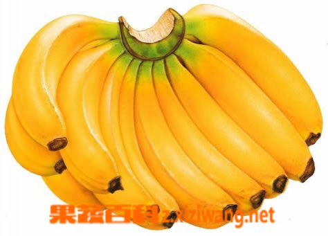 香蕉的功效和作用