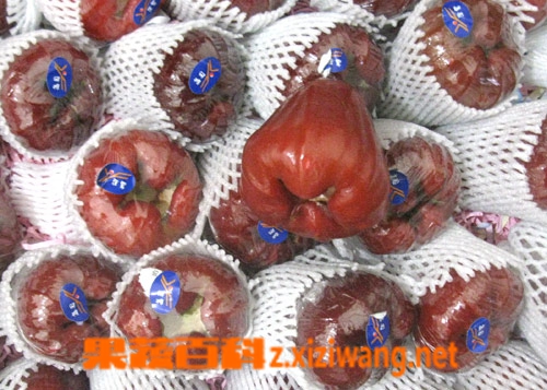 莲雾的功效与作用 莲雾的营养价值